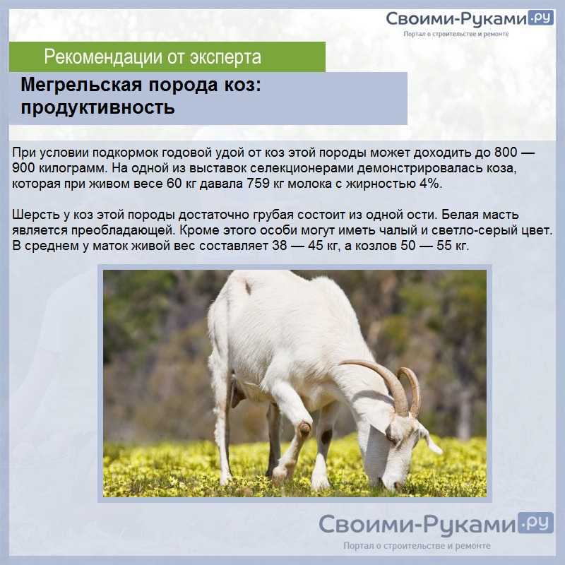 Домашняя коза - описание и фото козы, видео о разведении коз