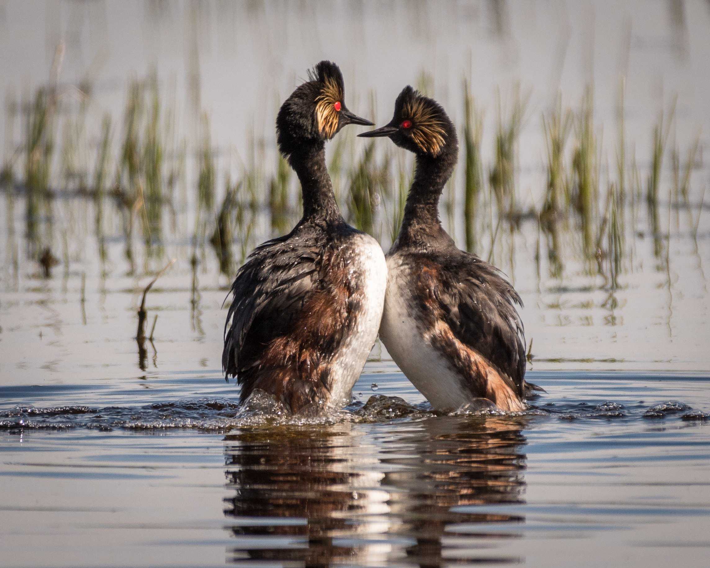 Красношейная поганка podiceps auritus - красная книга россии.