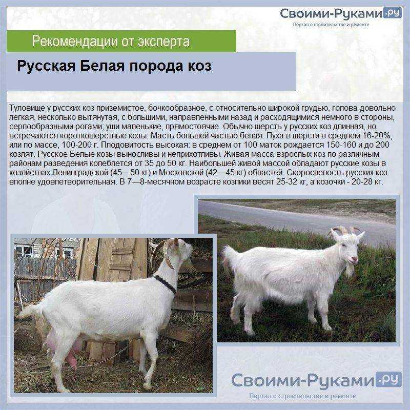 Горный козел: описание и характеристика, как называется, где обитает, фото