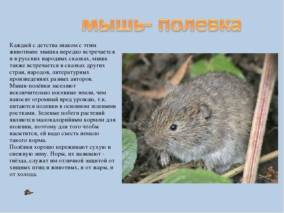 Мышь – описание, виды, где обитает, чем питается, фото