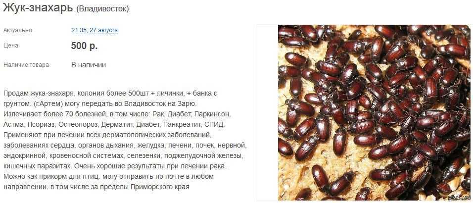 Жук-знахарь какие болезни лечит? – лечение диабета