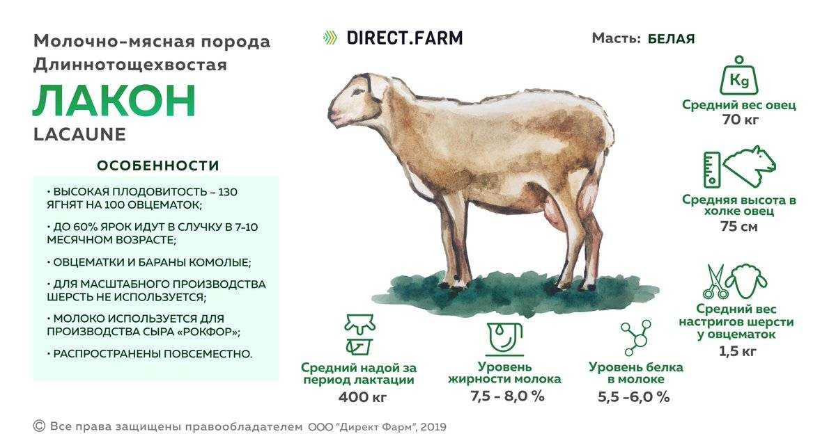 Ближайшие предки домашней овцы: как называются, где распространены дикие животные