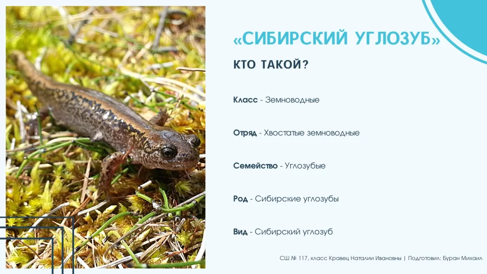 Сибирские углозубы – мелкие многочисленные тритоны