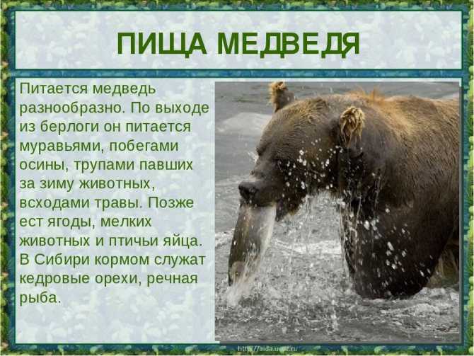 Медведь – косолапый сладкоежка