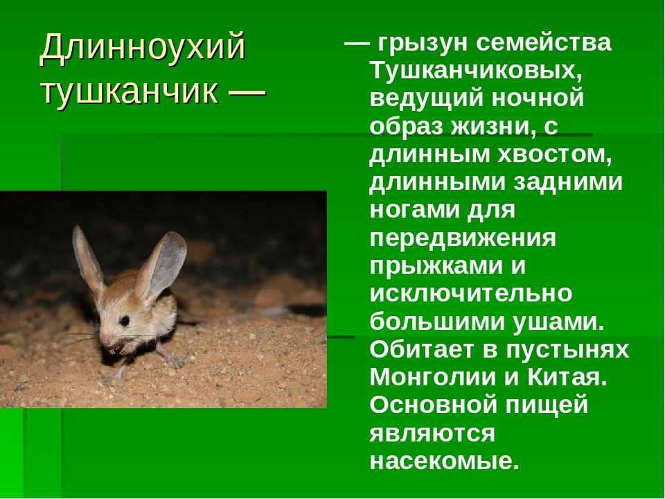 Тушканчики: виды, фото, образ жизни талантливых прыгунов
