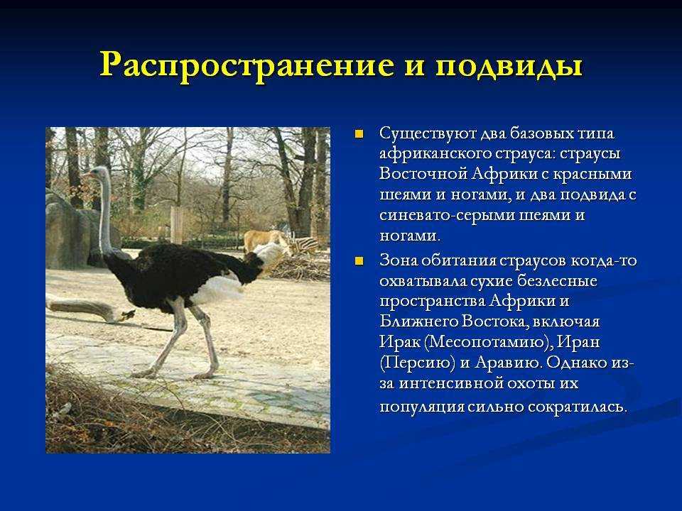 Страус – описание, фото, виды, питание, обитание