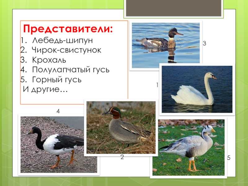 Полулапчатый гусь - гусеобразные