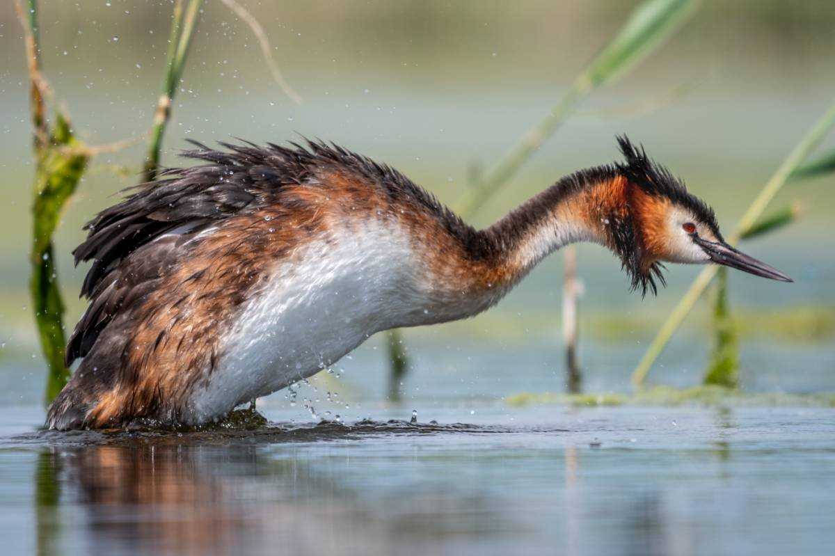 Серощёкая поганка  (podiceps grisegena). птицы сибири.