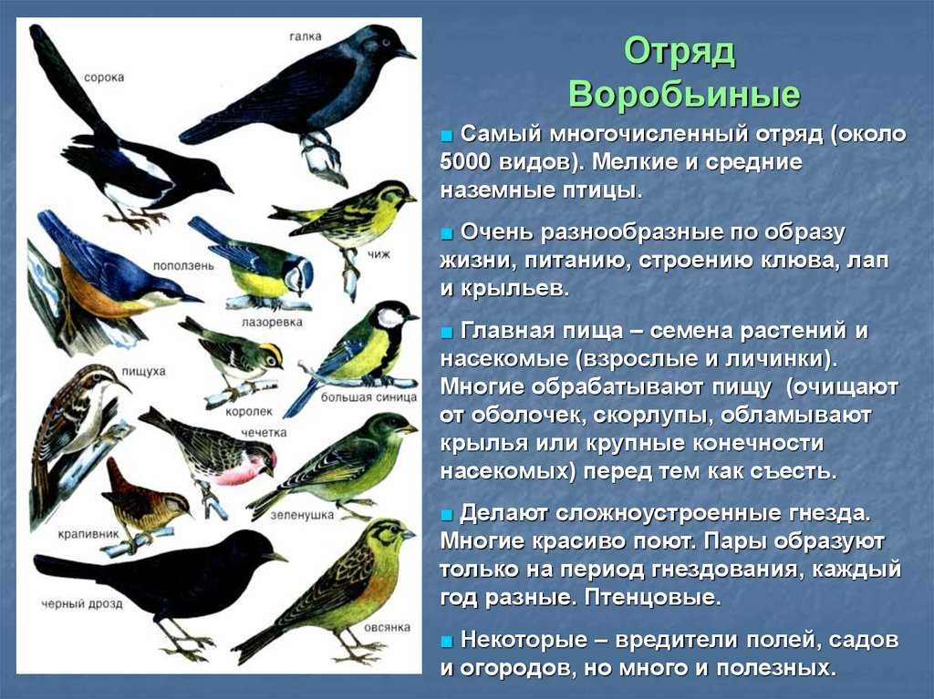Отряды класса птиц - список, названия, фото и краткое описание