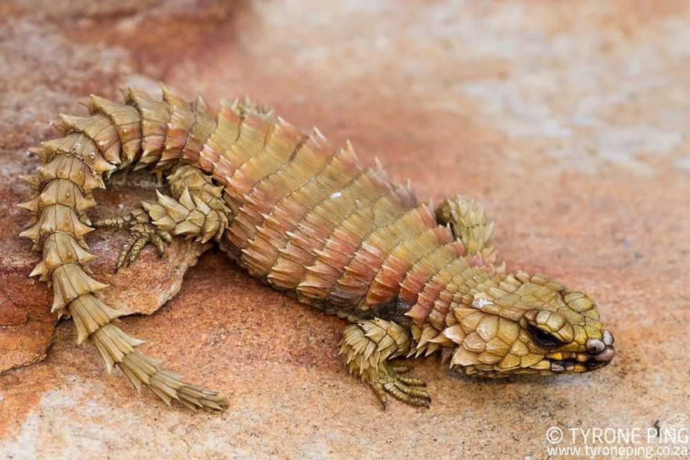 Род: cordylus = настоящие поясохвосты