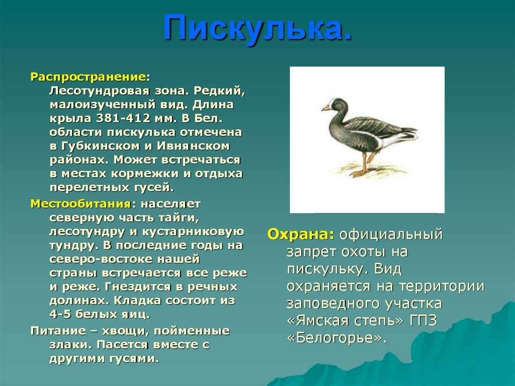 Онлайн определитель гусеобразных птиц россии