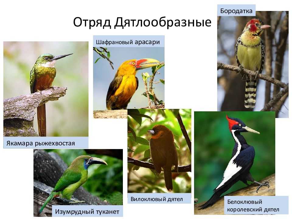 Европейский средний дятел краткое описание. средний пёстрый дятел