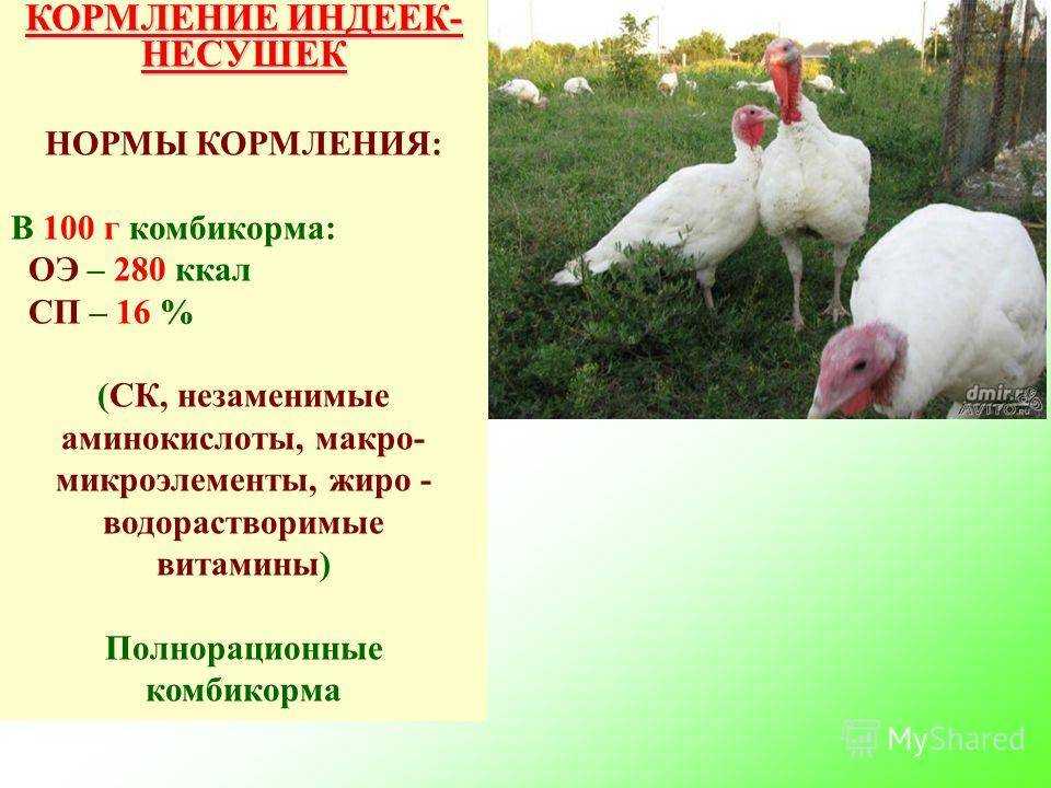 Девять интересных фактов об индейках :: инфониак