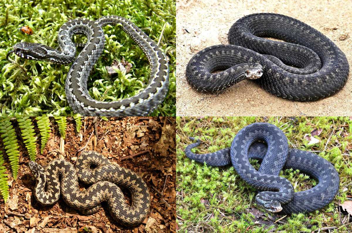 Гадюка обыкновенная (vipera berus)