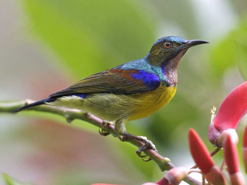 Малахитовая солнечная птица - malachite sunbird