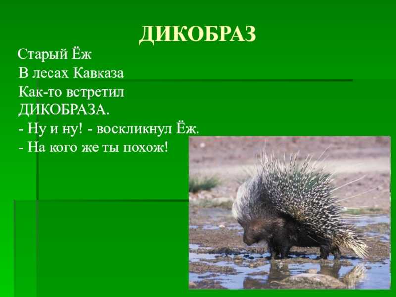 Дикобразы: где живут, чем питаются, описание, фото. дикобраз животное. описание, особенности и среда обитания дикобраза могут ли дикобразы стрелять иглами