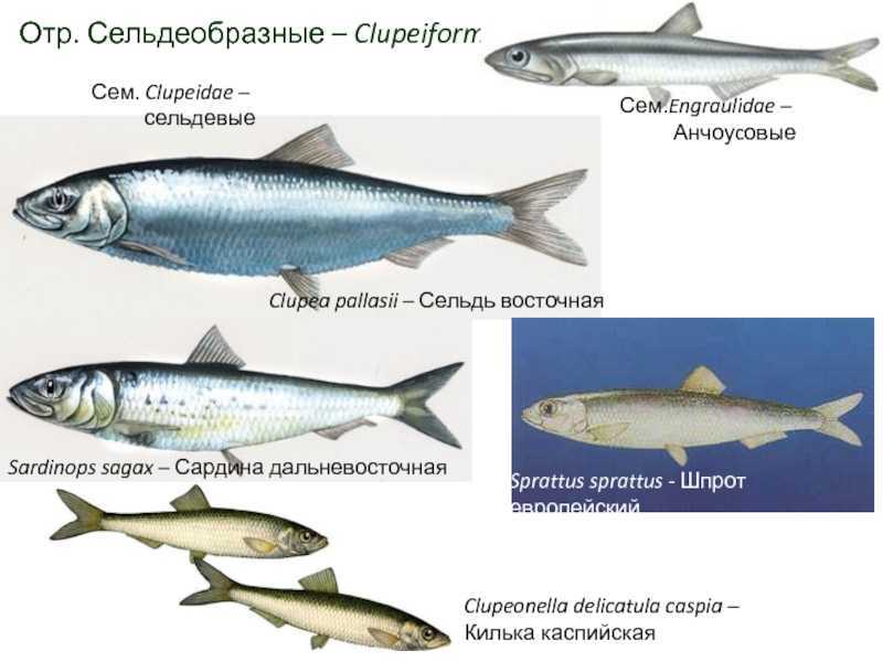 Тупорылый помпано