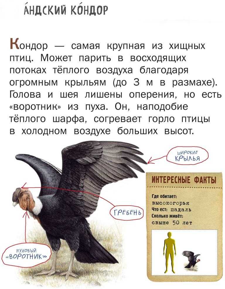 Самые интересные факты и данные про аистов. белый аист