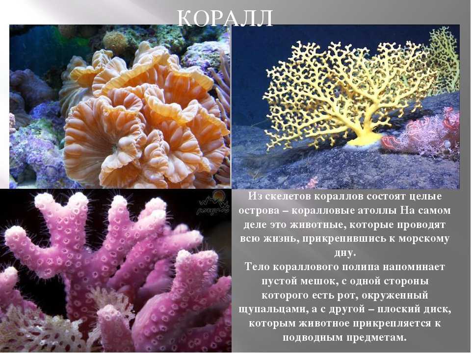 Кораллы красного моря – волшебная подводная страна | египет web