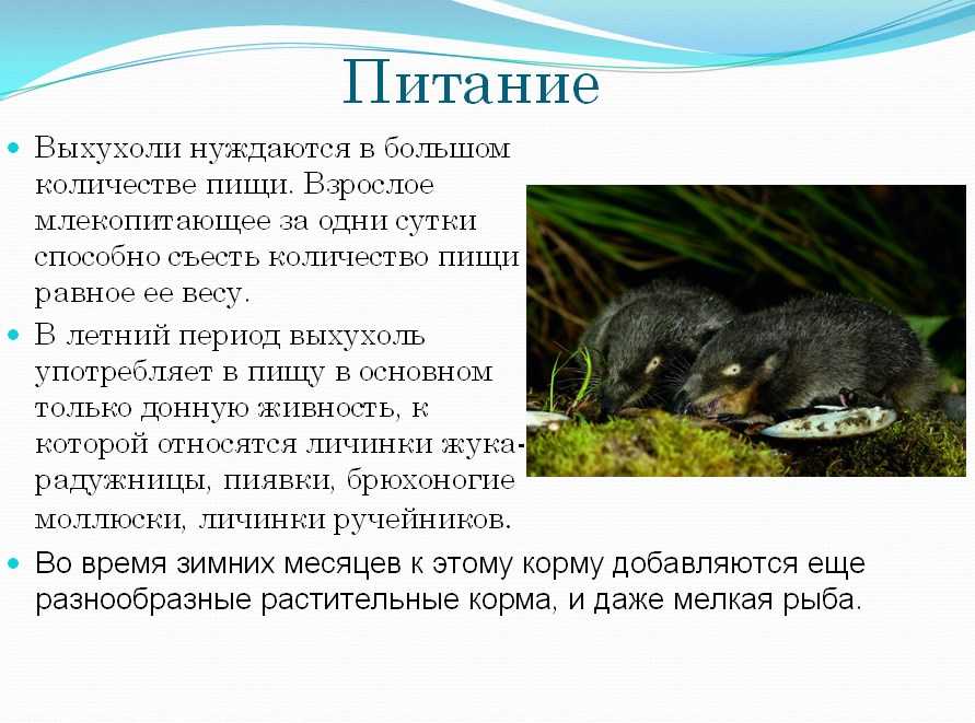 Цокор маньчжурский в приморье — letopisi.ru