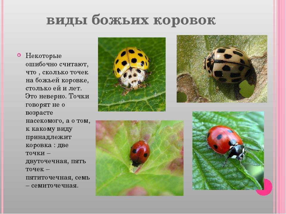 Божья коровка - 97 фото милого истребителя разных вредителей