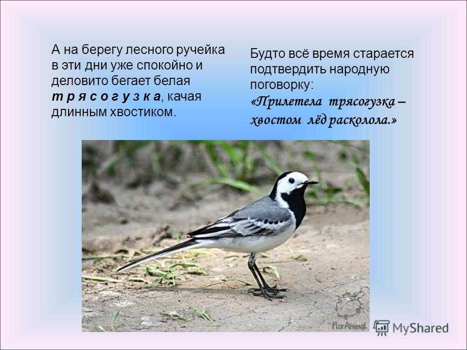 Где зимуют трясогузки из москвы