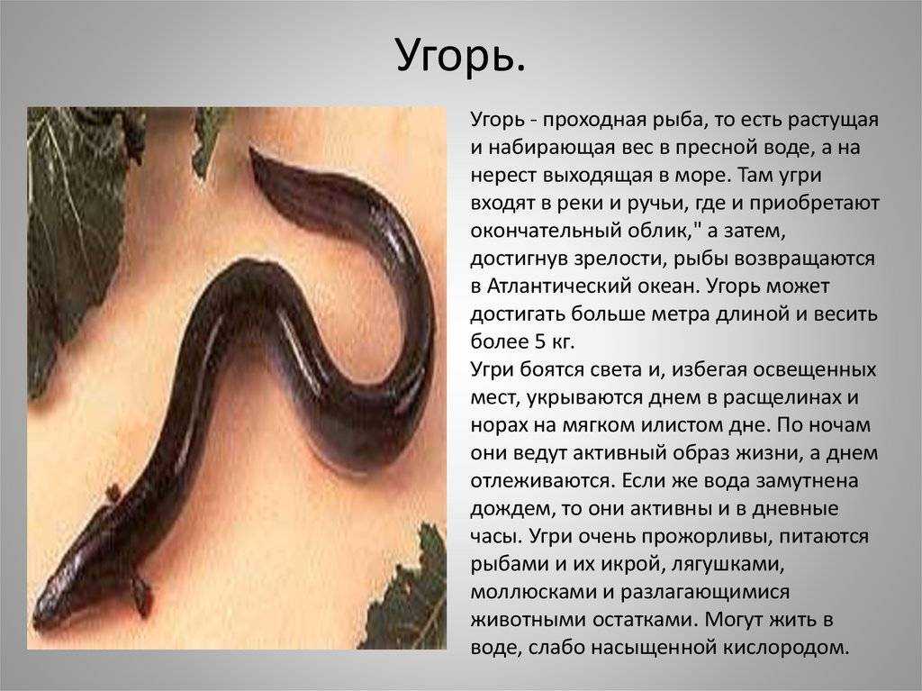Колючий угорь