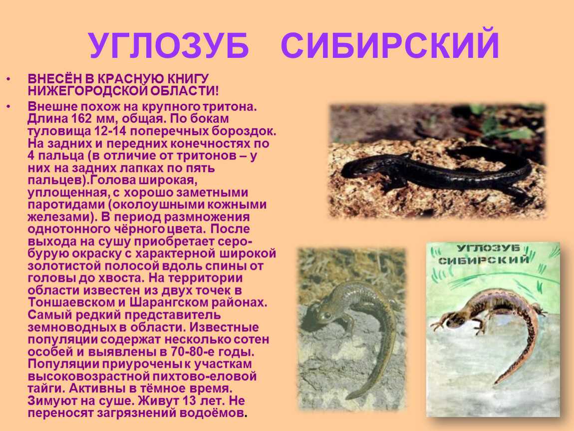 Хвостатые амфибии - амфибии (земноводные) | некоммерческий учебно-познавательный интернет-портал зоогалактика