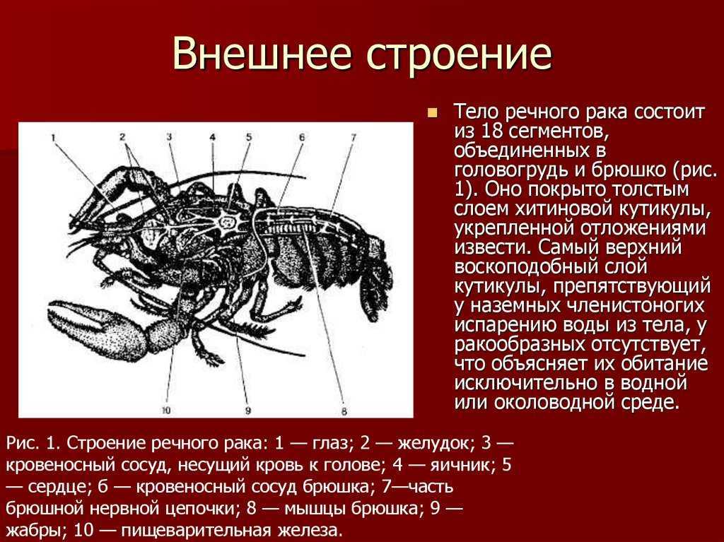 Омары, лобстеры, фото