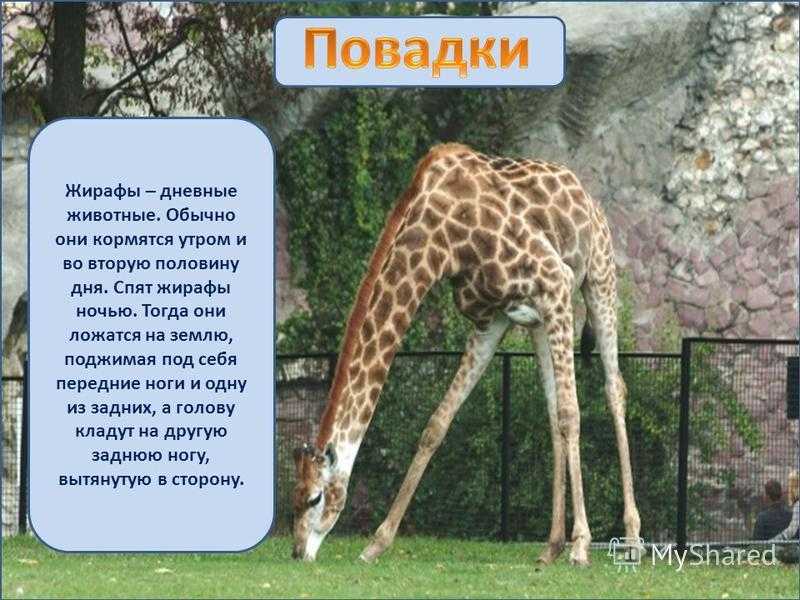 Жирафы