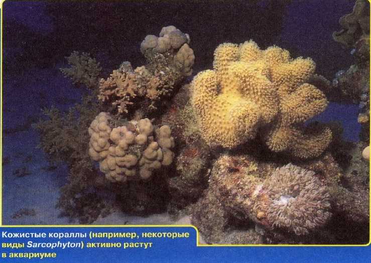 Саркофитон глаукум - sarcophyton glaucum