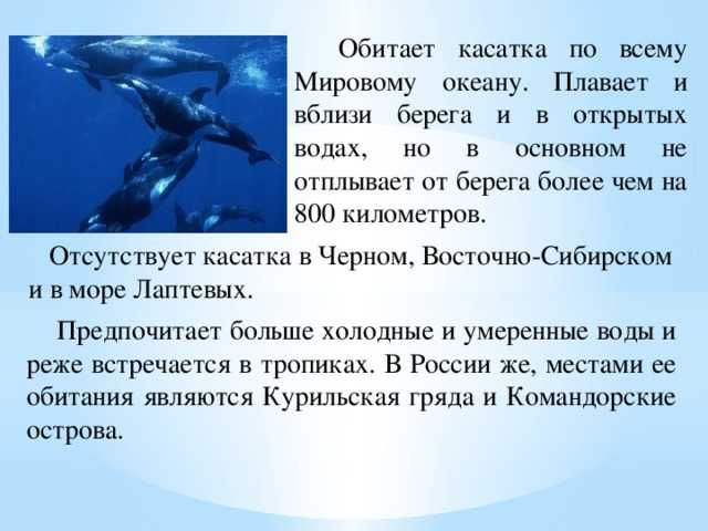 Самые распространённые виды китов (20 китообразных планеты)