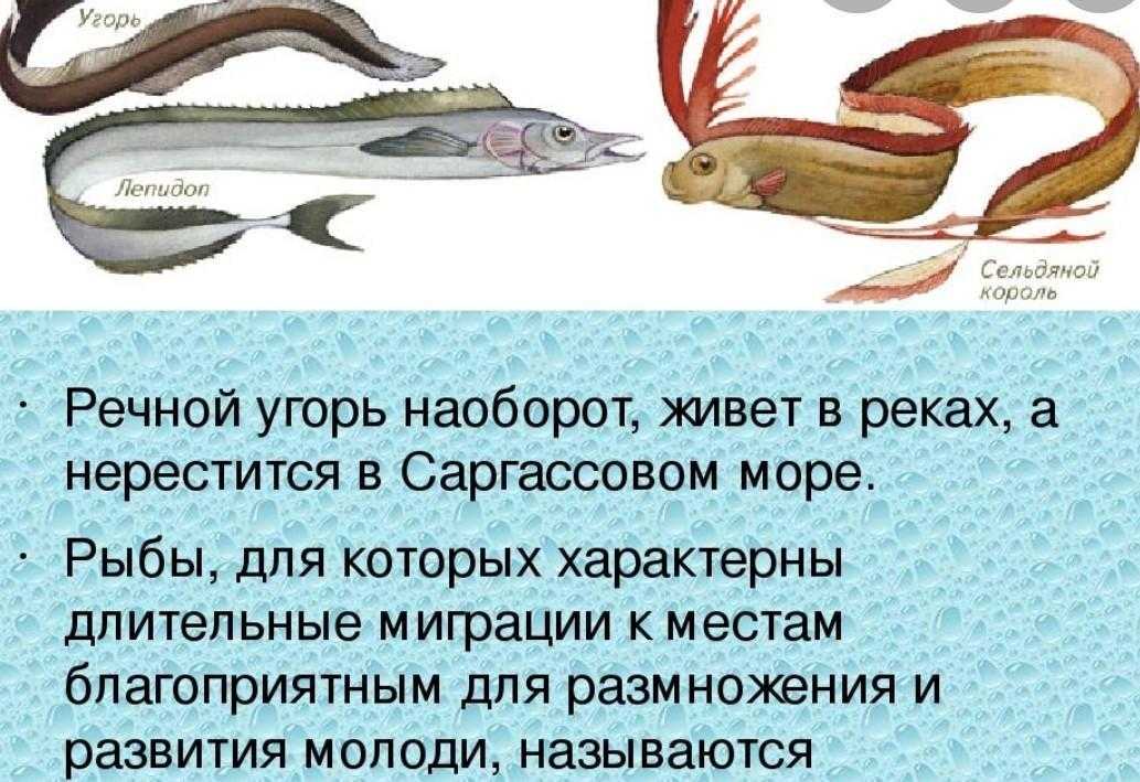 Мирихтис