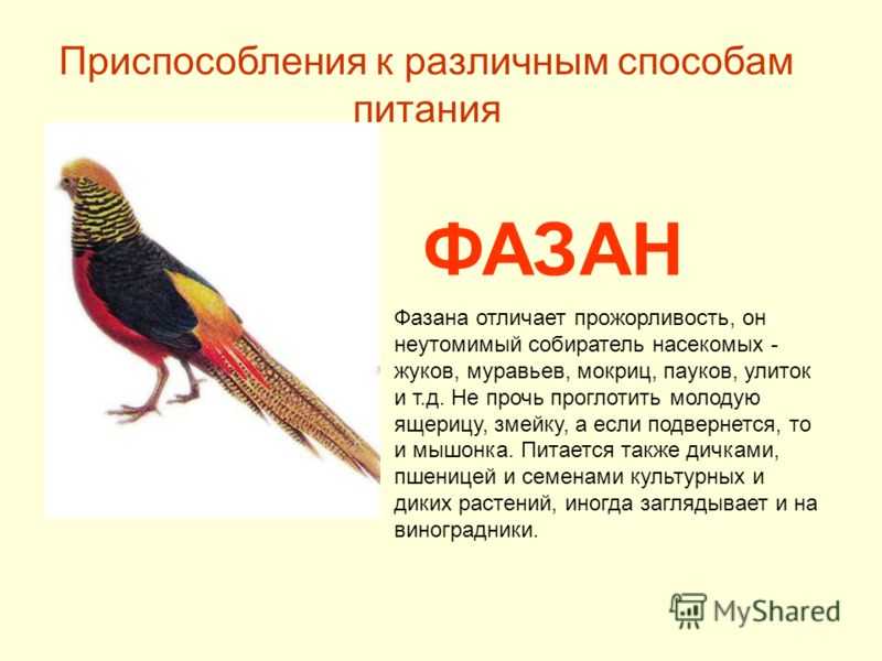 Разведение и содержание фазанов в домашних условиях