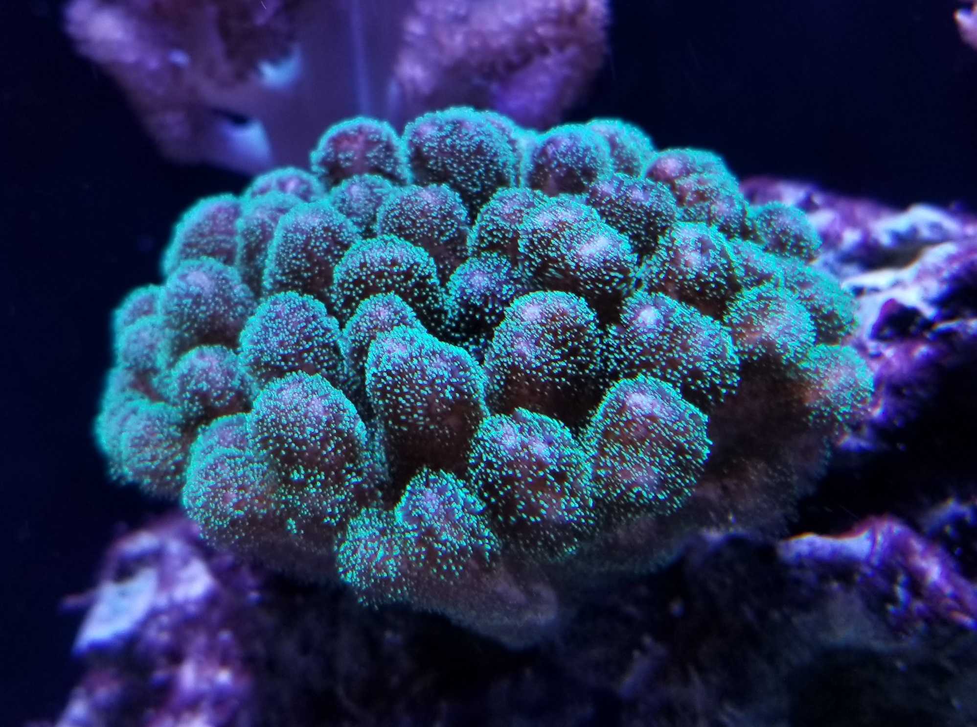 Pocillopora