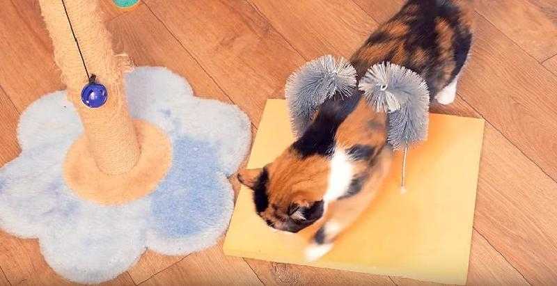 Как нарисовать кошку, кота, котенка видео уроки для детей » рисуем кошечек, котов и котят легко поэтапно карандашом и красками