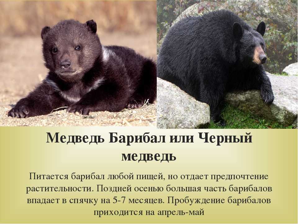 Виды медведей. описание, названия и особенности медведей