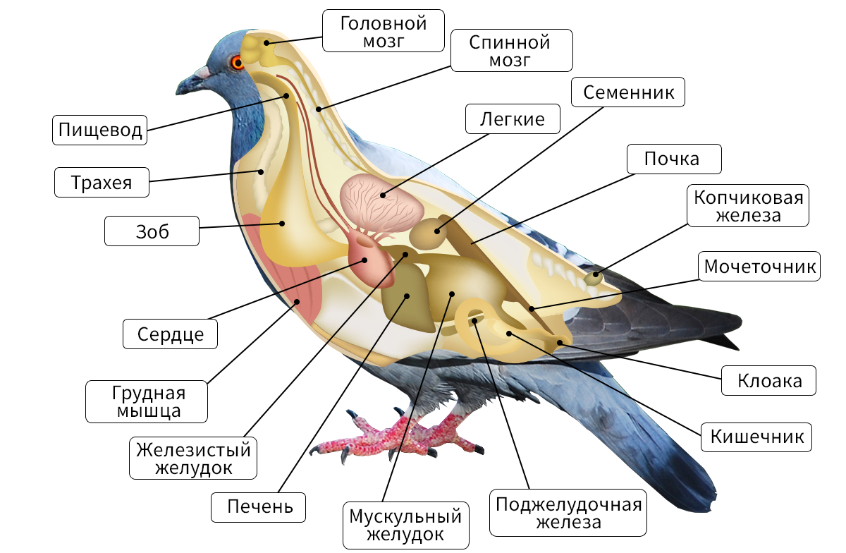 Третий очерк — отряд: гусеобразные anseriformes