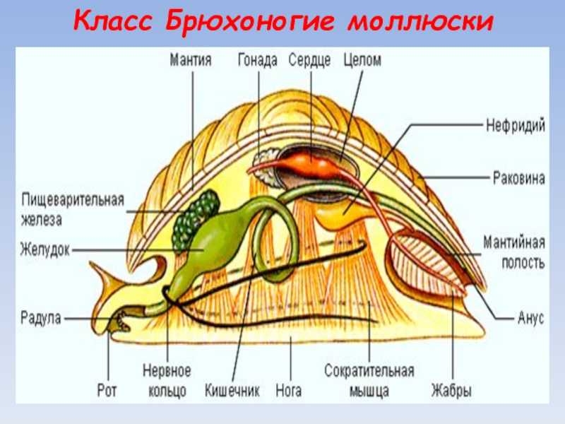 Тип моллюски | дистанционные уроки