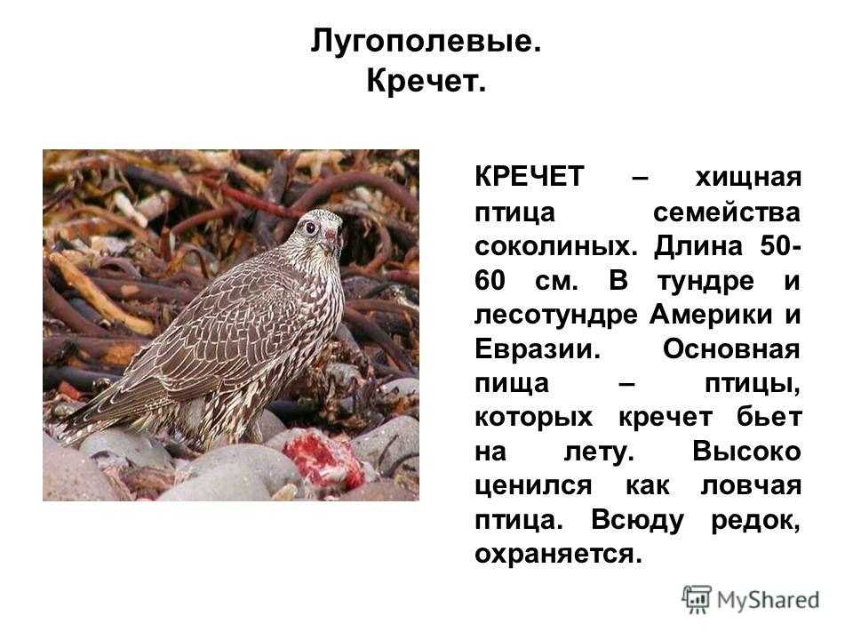 Кречет: описание, фото, ареал и среда обитания, питание, хищничество