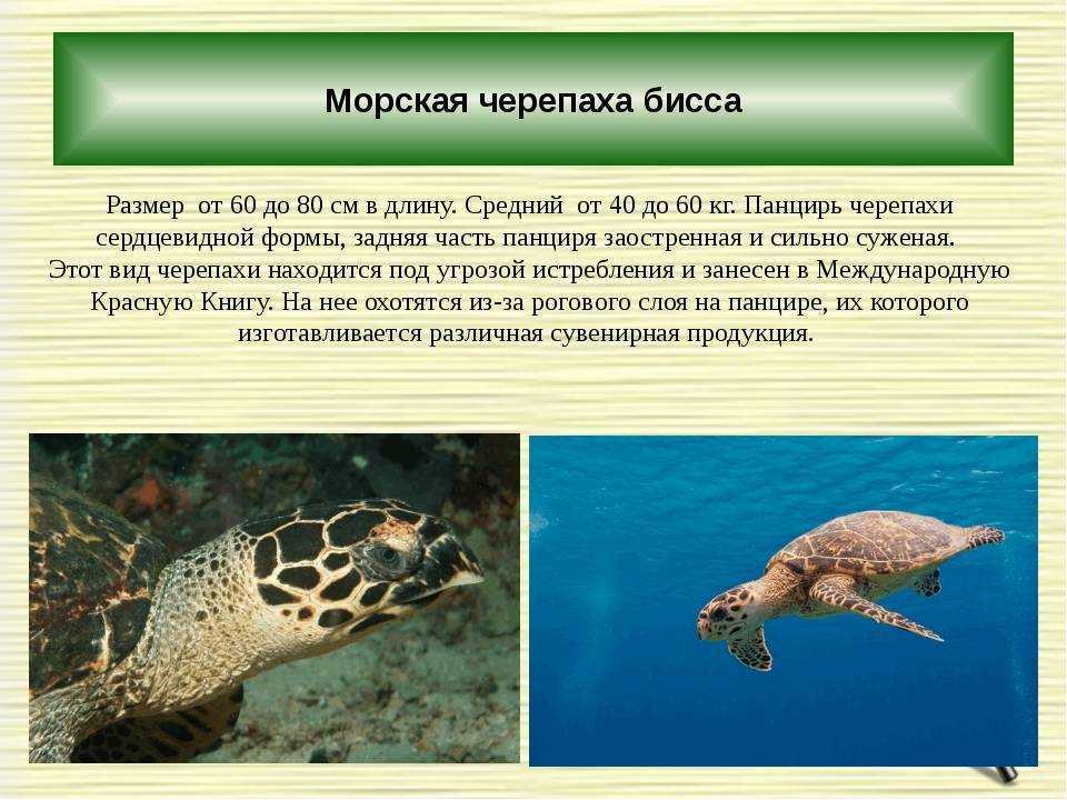 Двухкоготная черепаха: описание вида, фото