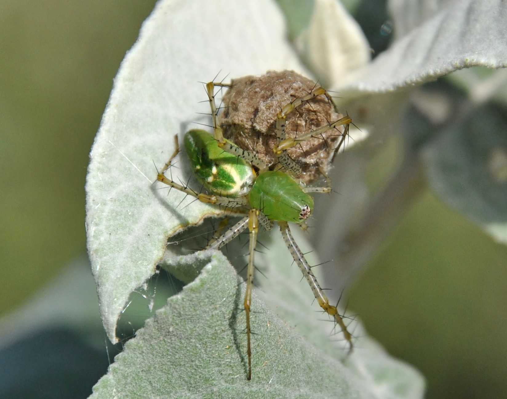 Паук – описание, виды, размножение, чем питаются, фото