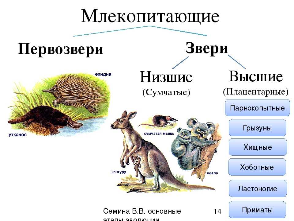 Зверек карбыш: фото, описание, среда обитания, вред и методы борьбы