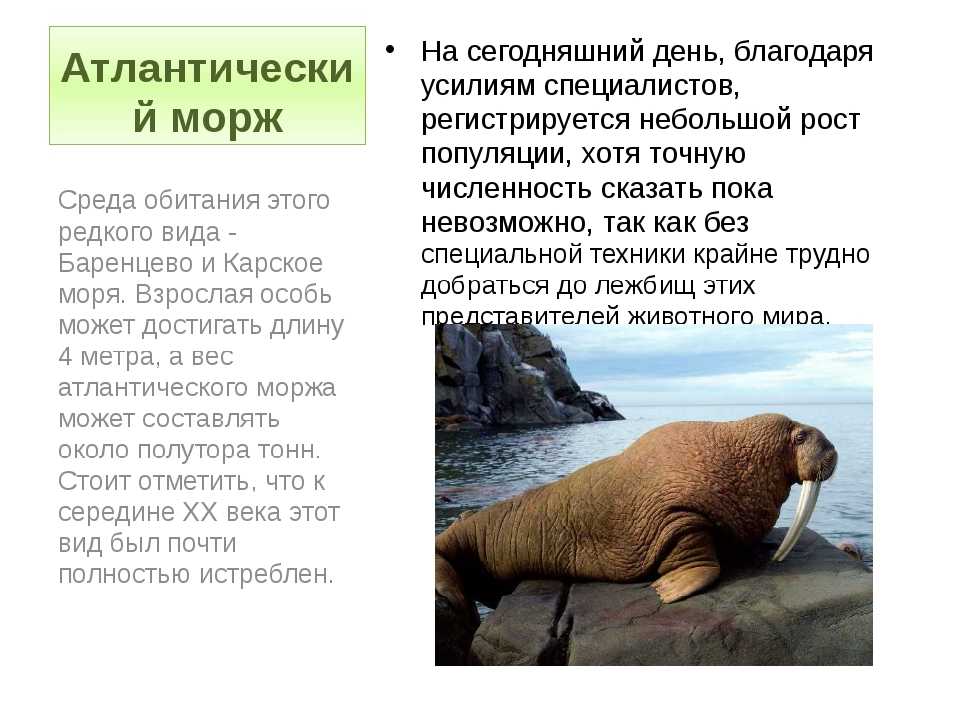 Сообщение о морже ️ описание животного, характеристика, чем питаются, информация о среде обитания, интересные факты об образе жизни