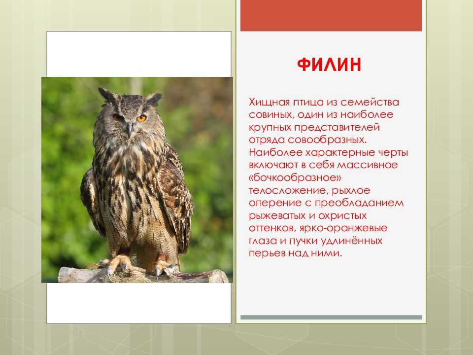 Ушастая сова – фото и описание, красная книга, где обитает, питание, птенцы