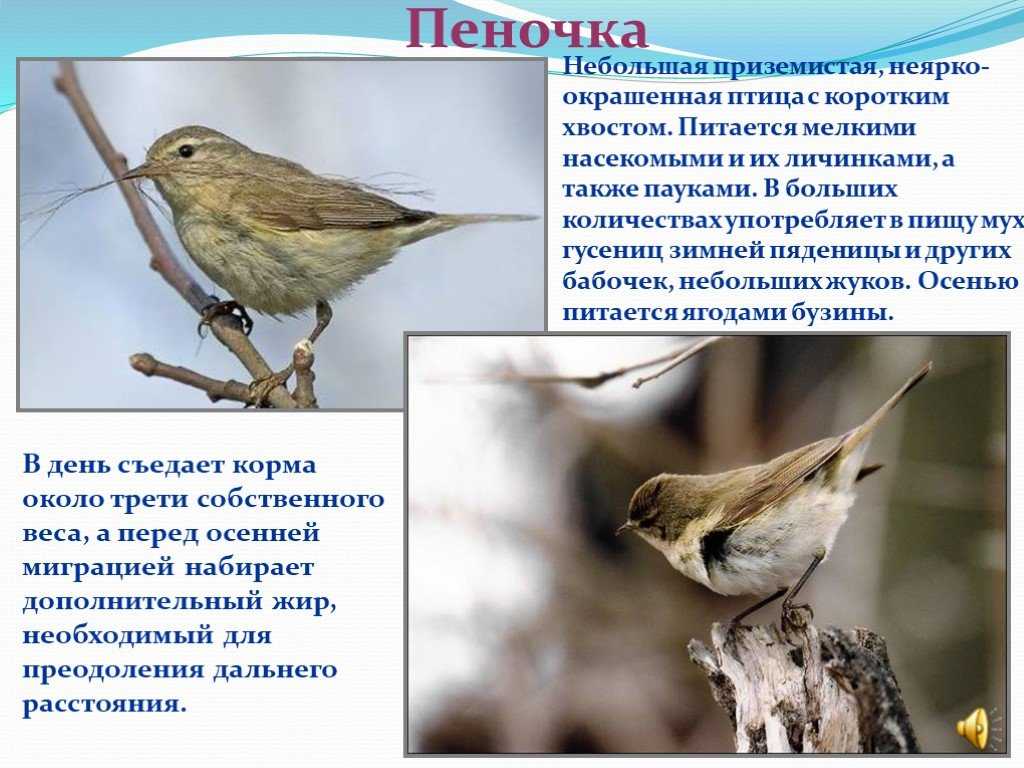Пеночка птица. образ жизни и среда обитания пеночки