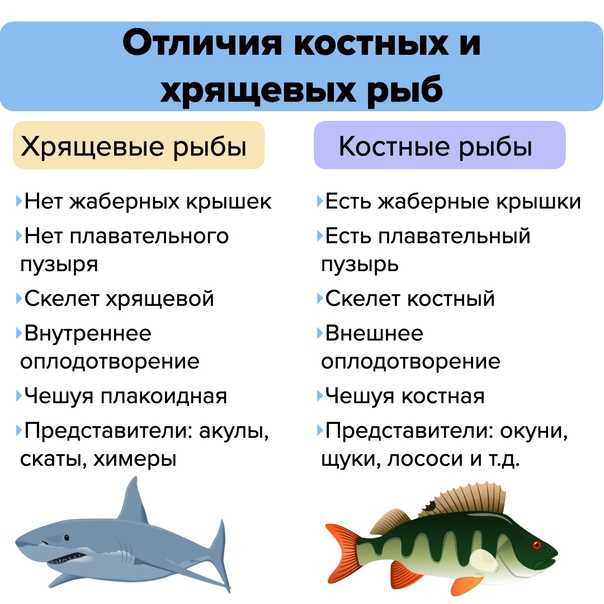 Карташев н.н., соколов в.е., шилов и.а. практикум по зоологии позвоночных. тема 7. скелет костистой рыбы - электронная биологическая библиотека