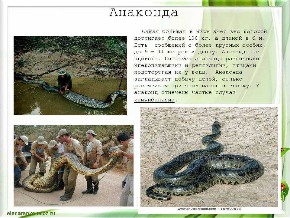 Змея анаконда, интересные факты | 9ox.ru