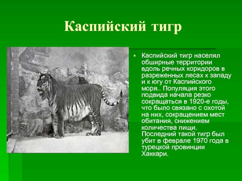 Все о тиграх