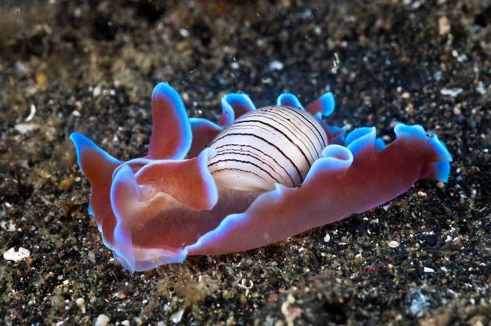 Семейство terebridae. familia terebridae